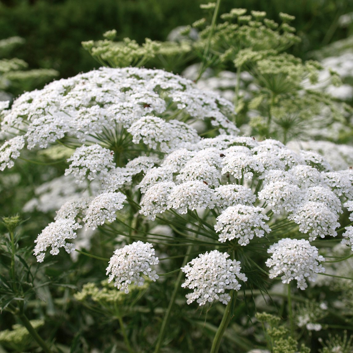 Featured Plant: Queen Anne's Lace