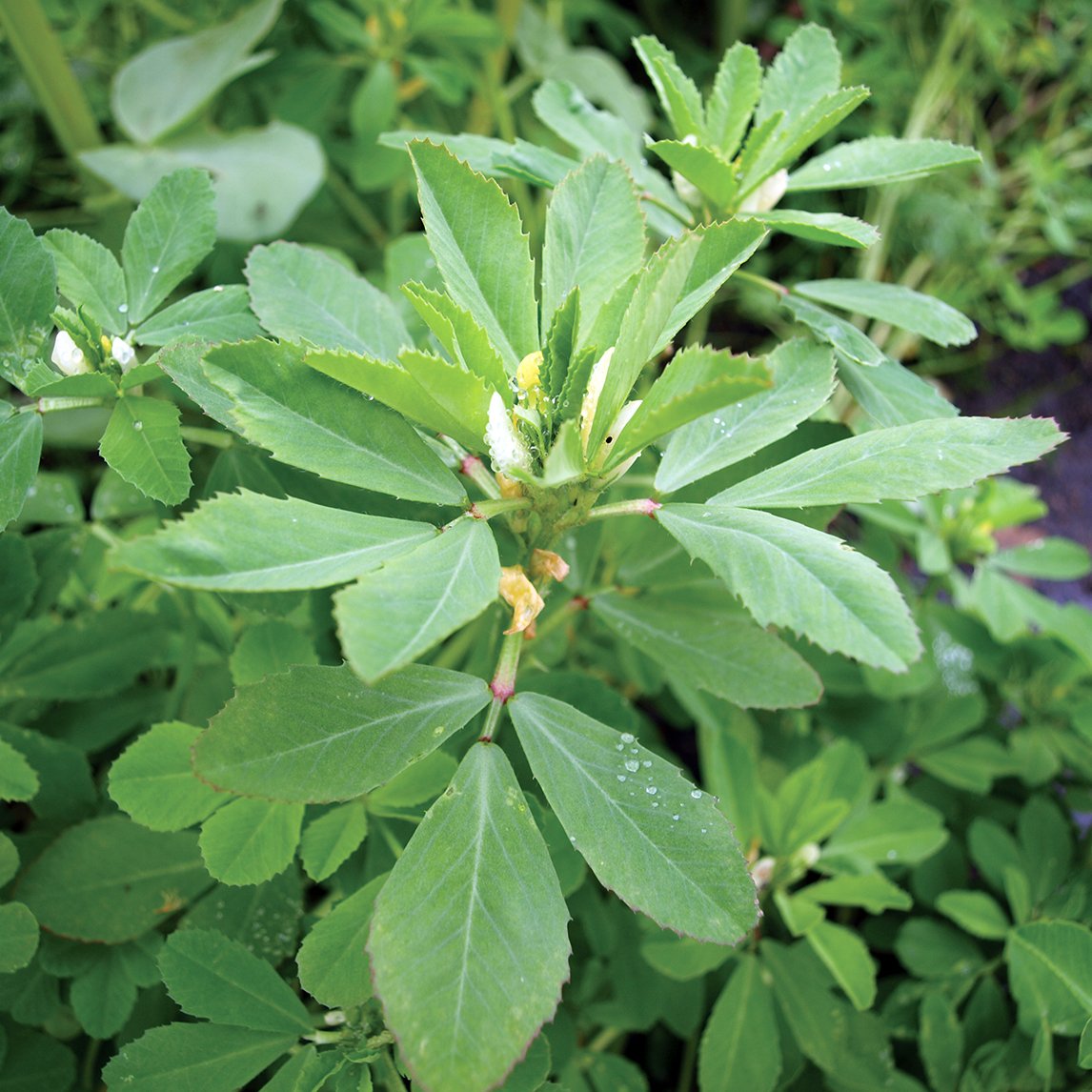 Fenugreek Green Manure