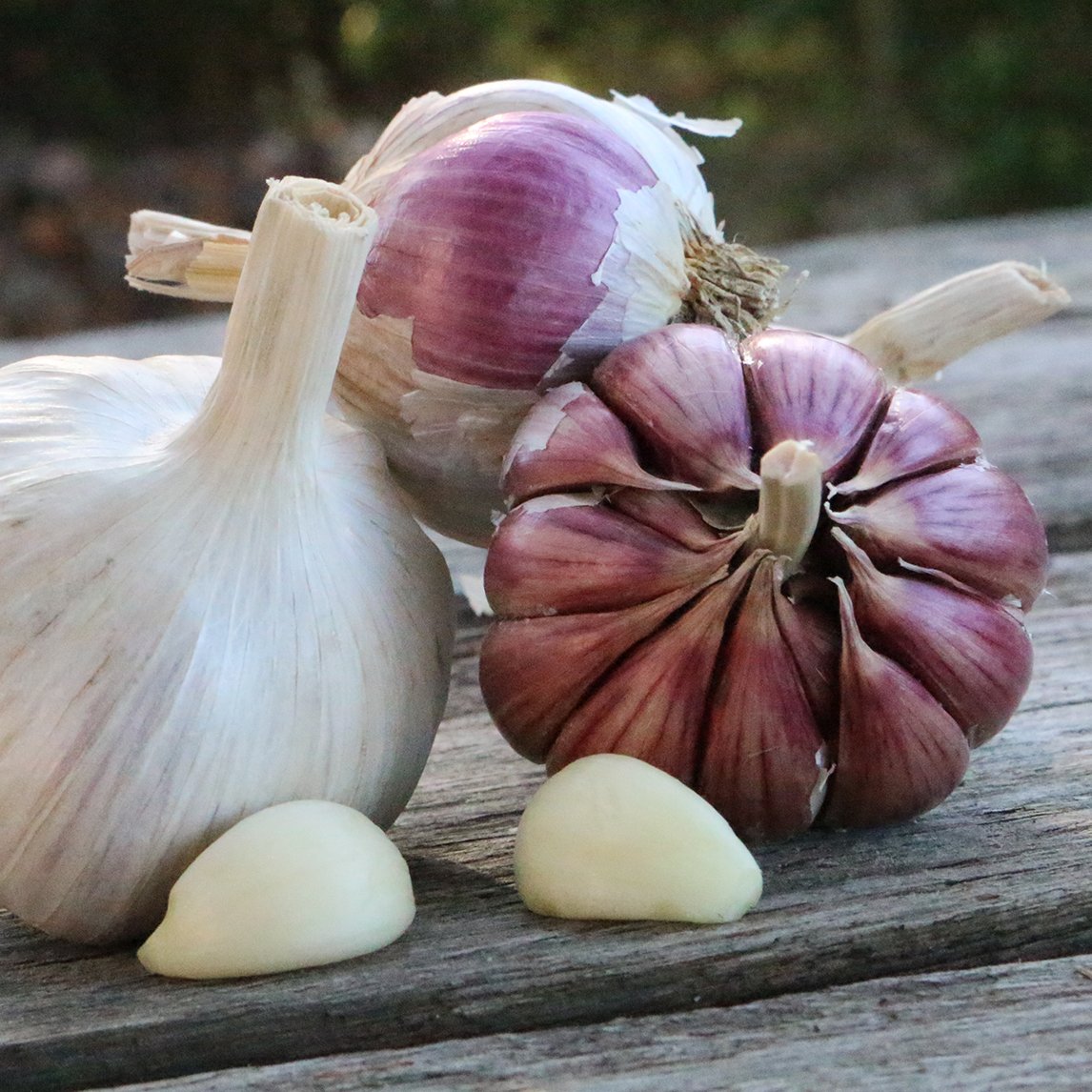 Garlic 'Spanish Roja' (2 Heads)