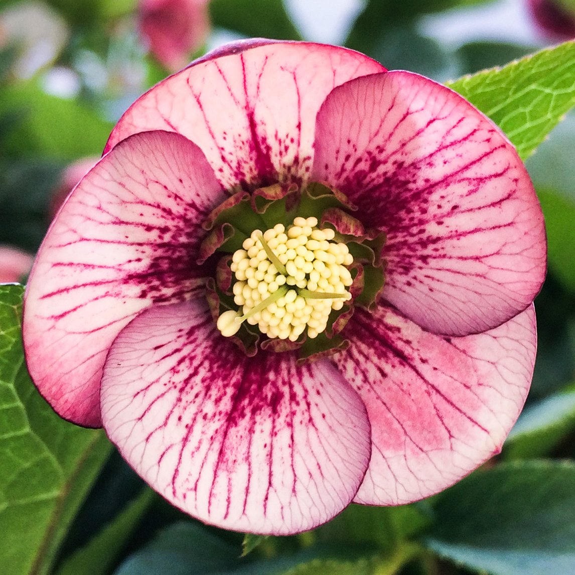 Hellebore 'Red Picotee'