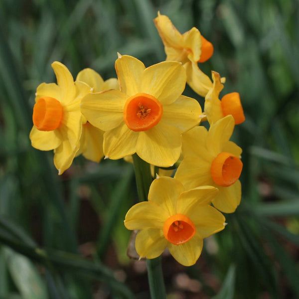 Jonquil 'Grand Soleil D'Or' - The Diggers Club