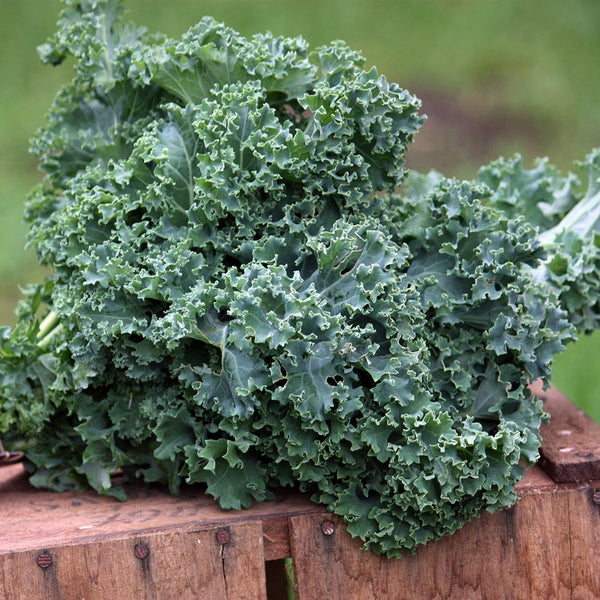 Kale 'Dwarf Blue Scotch' - The Diggers Club