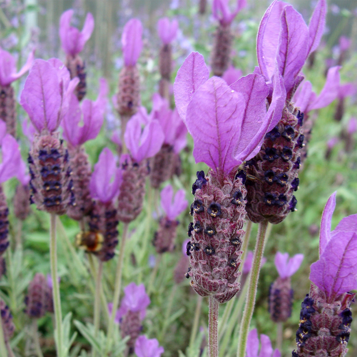 Lavender 'Avonview'