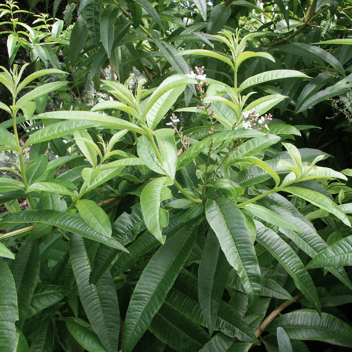 Lime Verbena