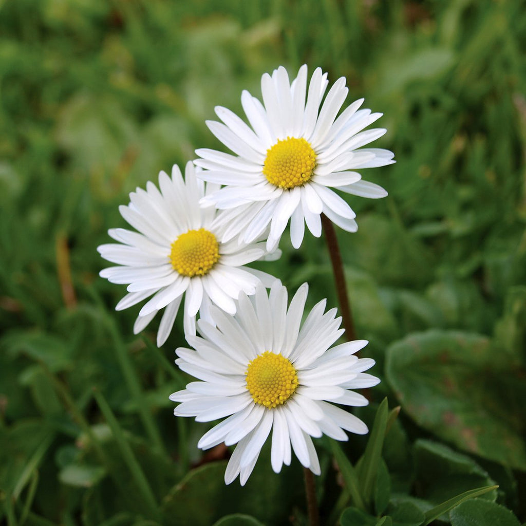 Dealing with Weeds: Common Daisies