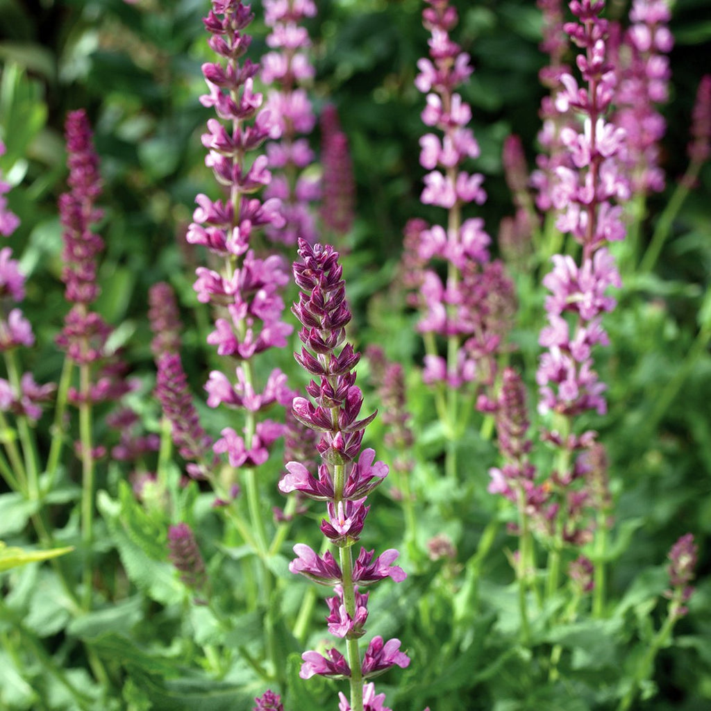 Buy meadow sage Salvia nemorosa Schwellenburg: £7.99 Delivery by