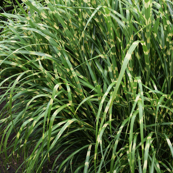 Miscanthus 'Zebrinus' - The Diggers Club