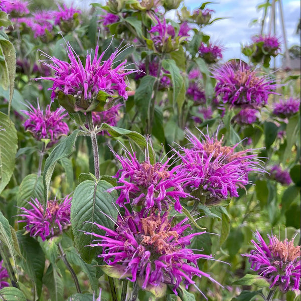 Monarda 'Donnerwolke' - The Diggers Club