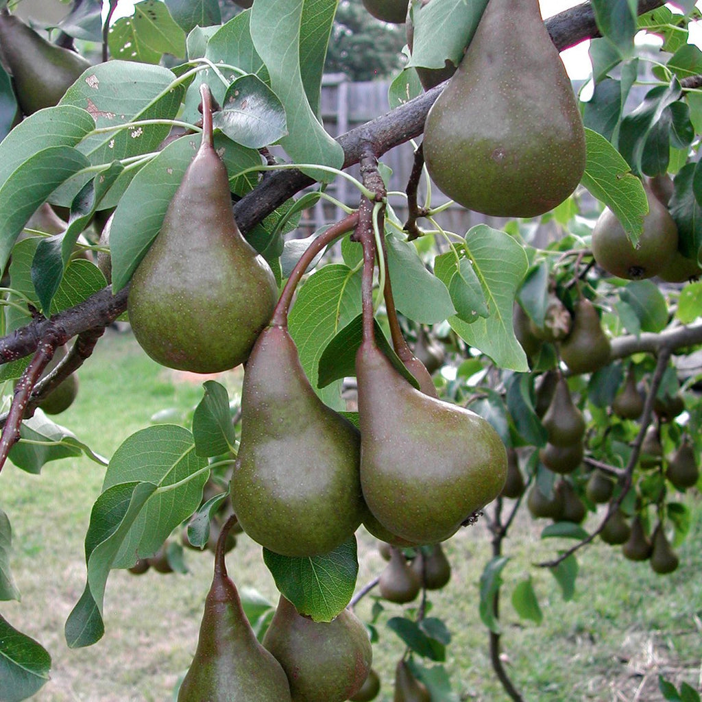 Royal Beurre® Bosc Pears