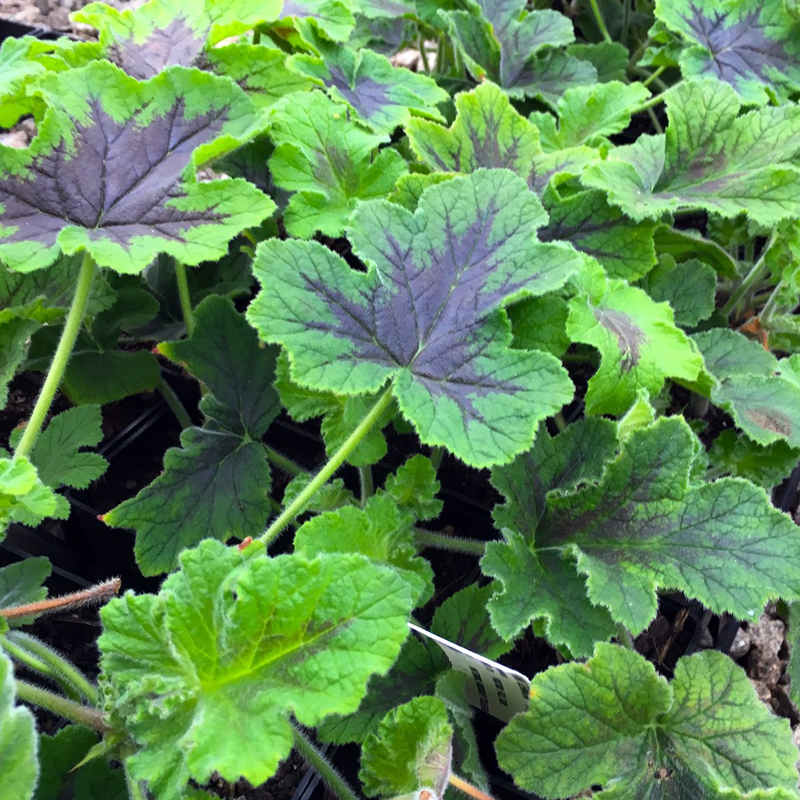 Pelargonium 'Chocolate Mint'