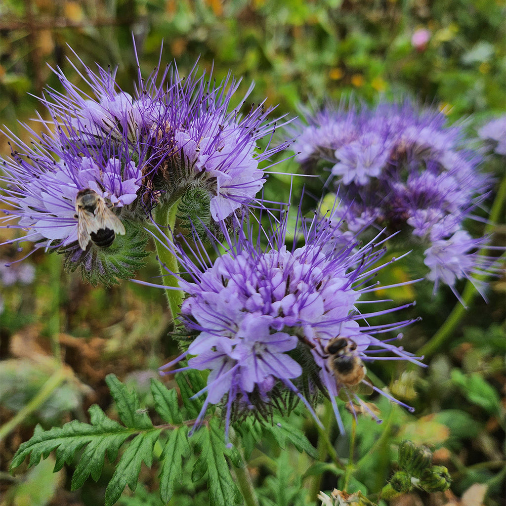 Phacelia tanacetifolia - The Diggers Club