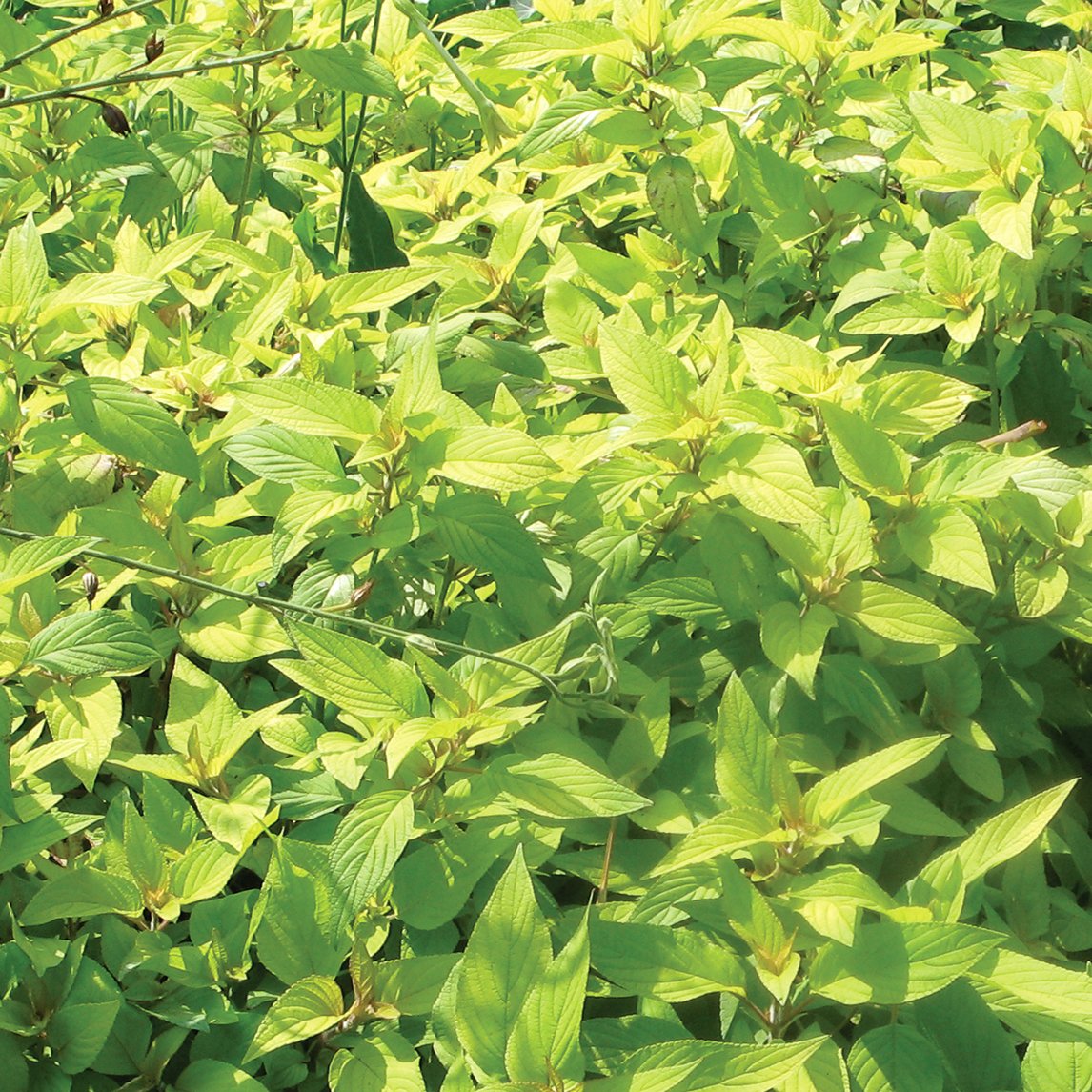 Pineapple Sage 'Golden'