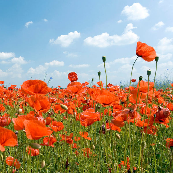 Poppy 'Flanders Field' - The Diggers Club