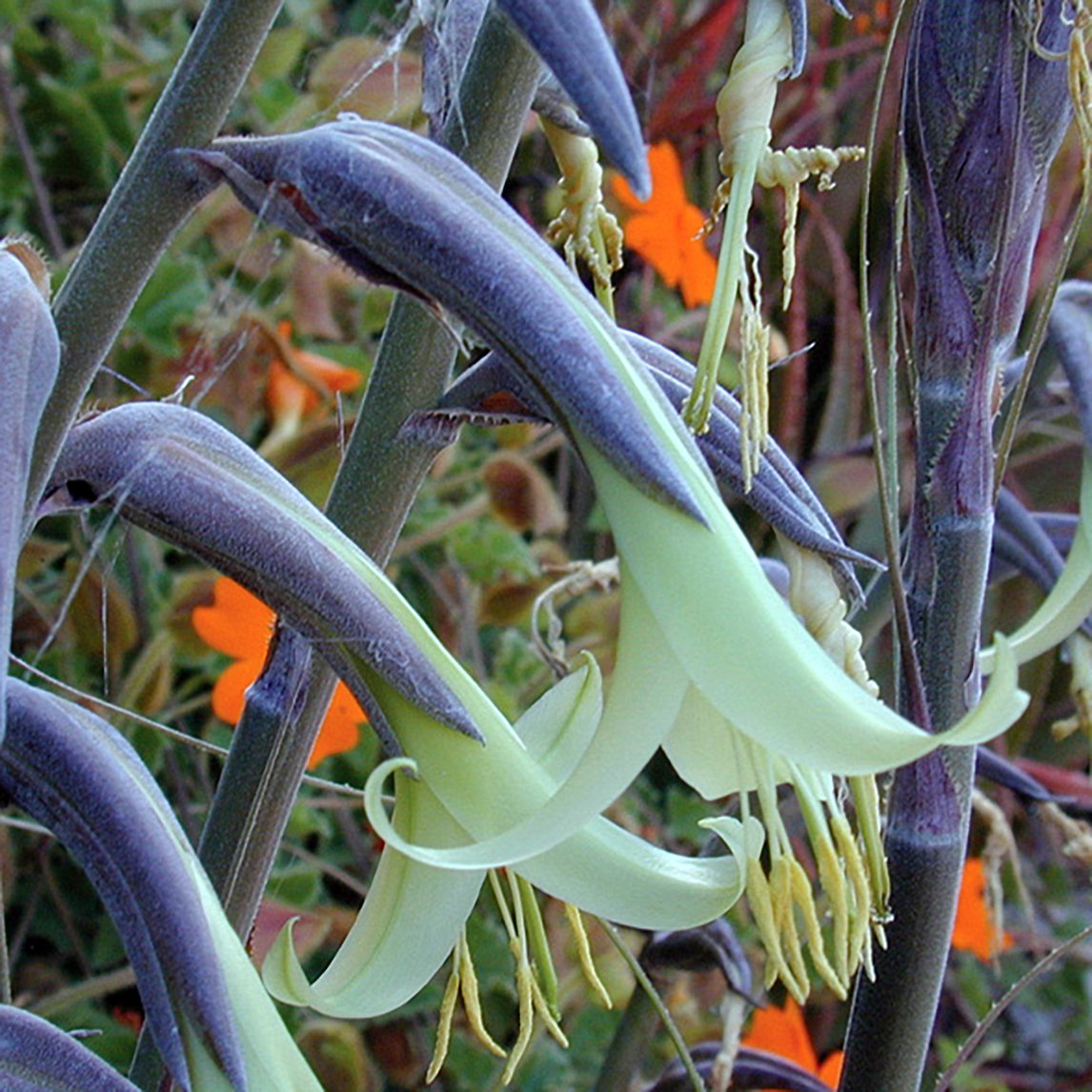 Puya Mirabilis