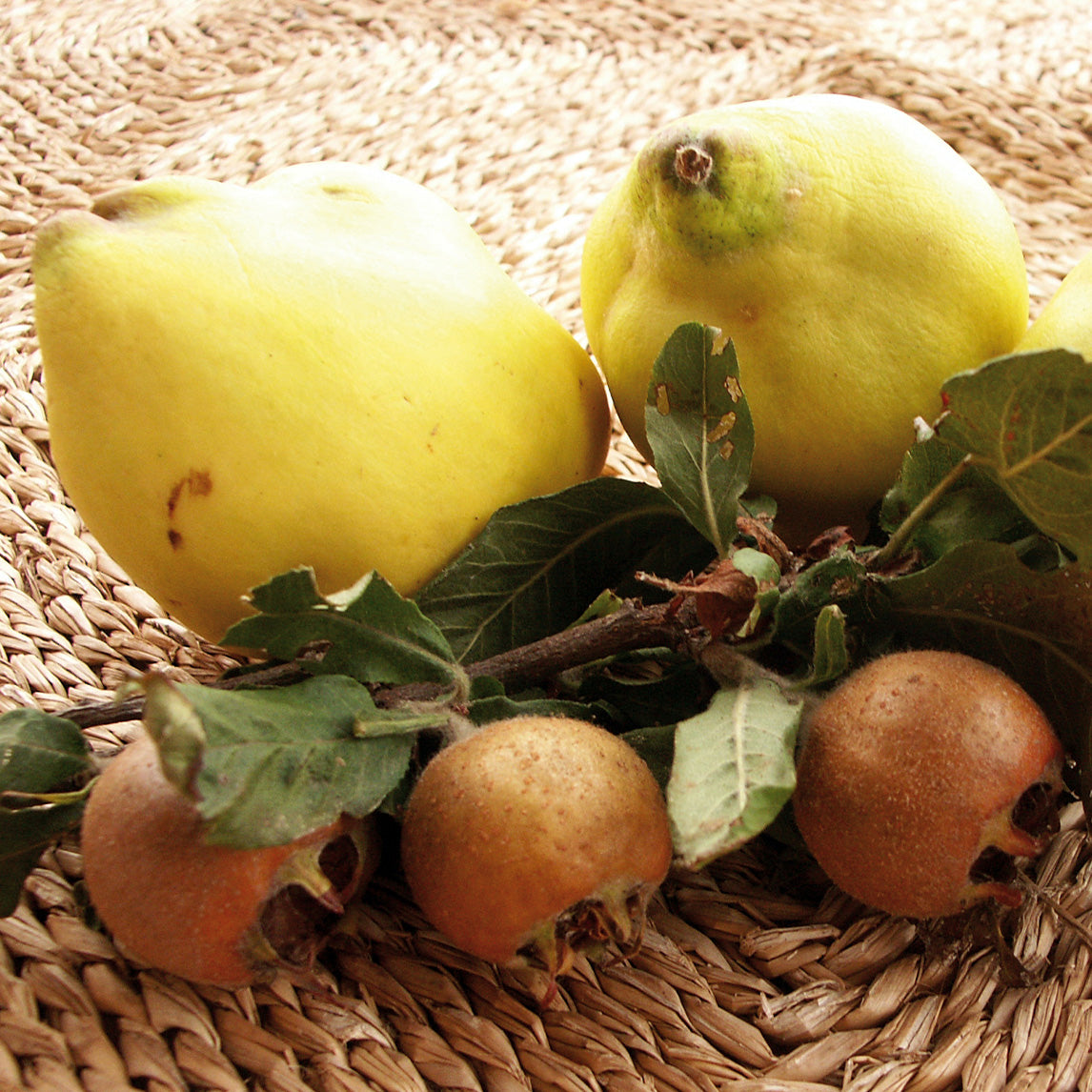 Quince 'Smyrna'