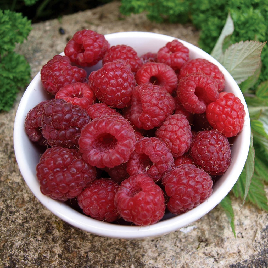 Willamette Red Raspberry Bush