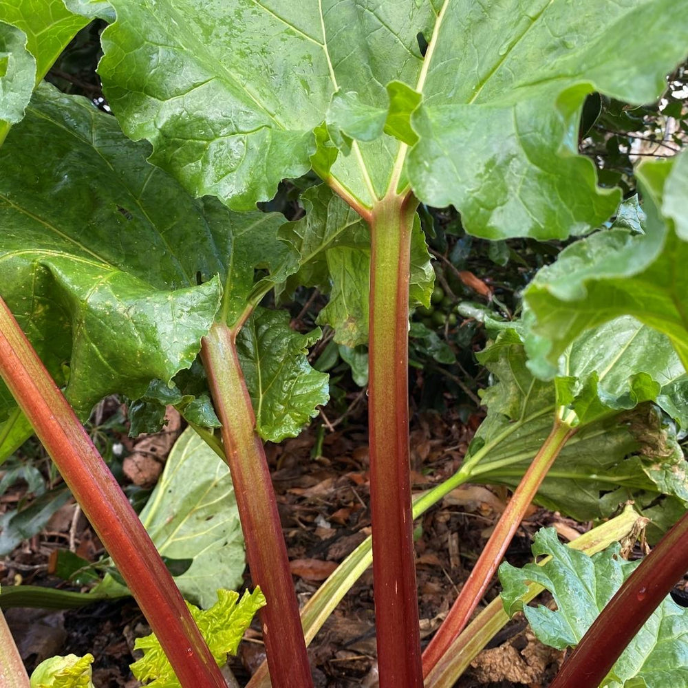 Rhubarb - The Diggers Club