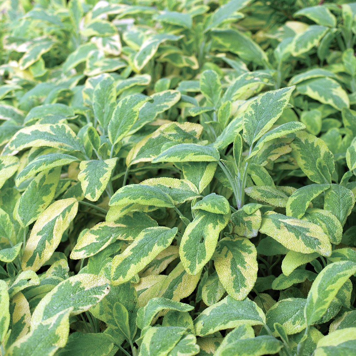 Variegated Sage