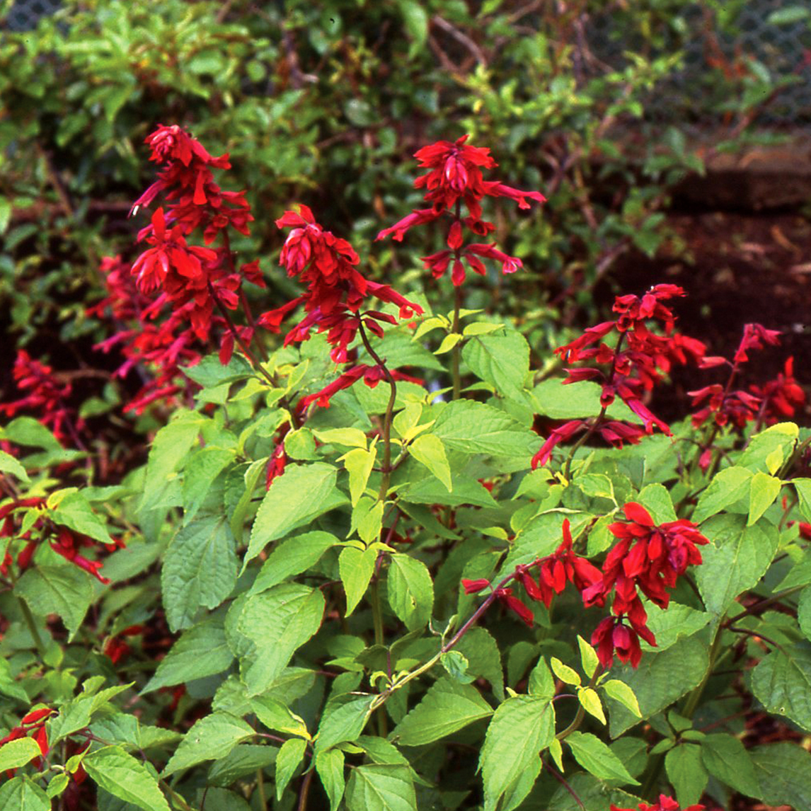 Salvia 'Van Houttei'