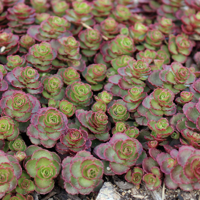 Sedum 'Dragon's Blood' - The Diggers Club