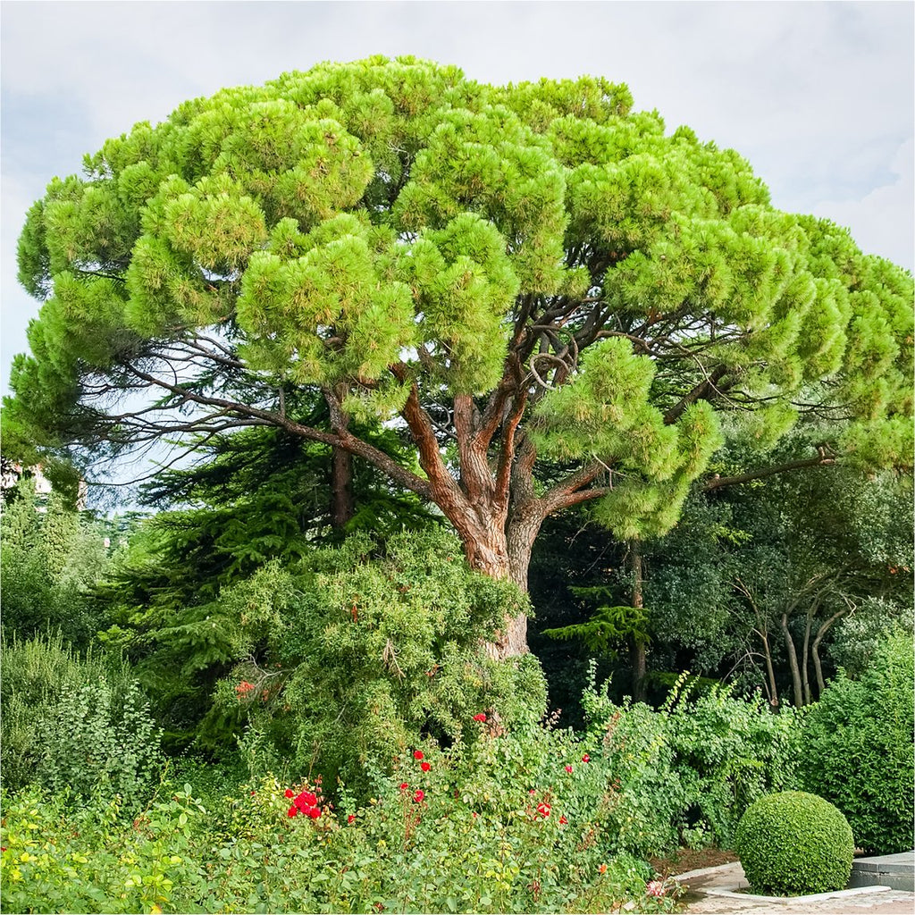 How to Grow and Care for Stone Pine (Umbrella Pine)