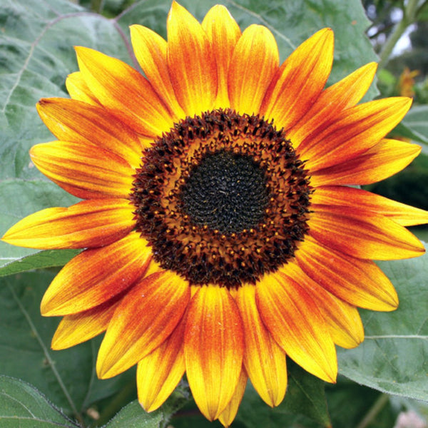 Sunflower 'Evening Sun' (Organic) - The Diggers Club