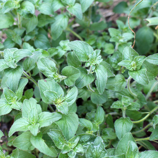 Sweet Marjoram (Organic) - The Diggers Club