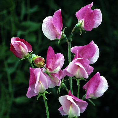 Sweet Pea 'Painted Lady' - The Diggers Club