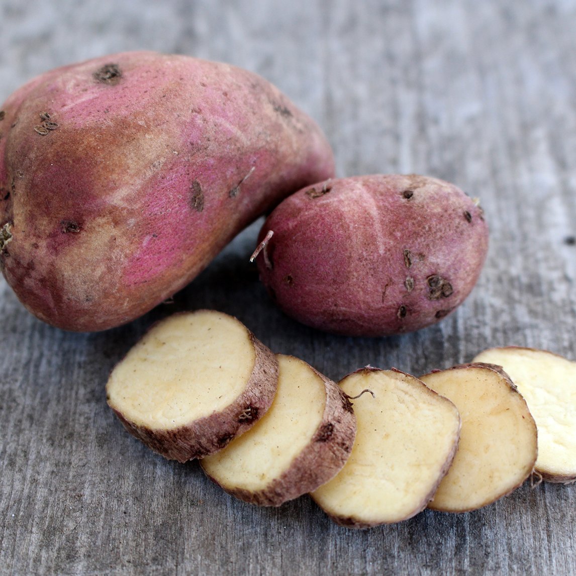 Sweet Potato 'Northern Star' - The Diggers Club
