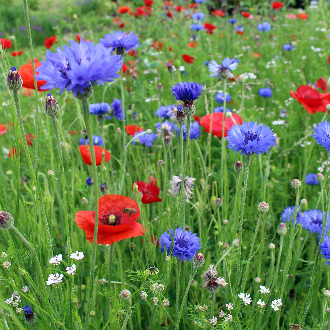 Spring Meadow Mix