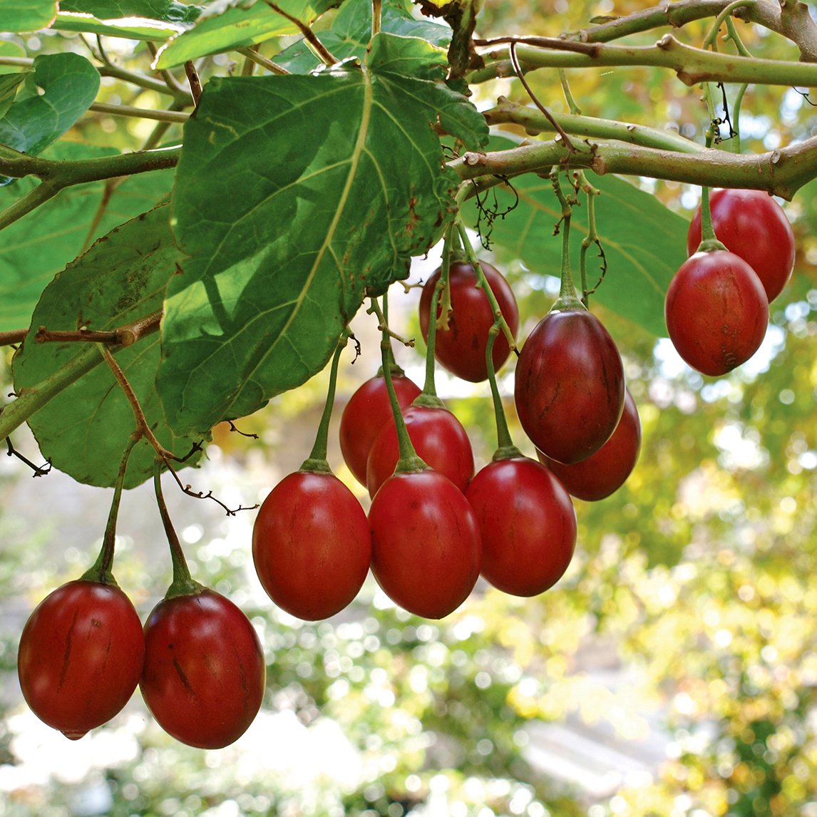 Tamarillo 'Red'