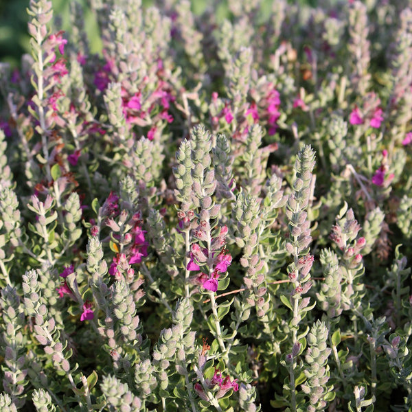 Teucrium marum - The Diggers Club