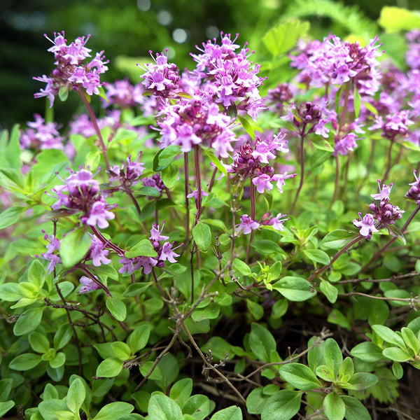 Thyme 'Creeping Pink' - The Diggers Club