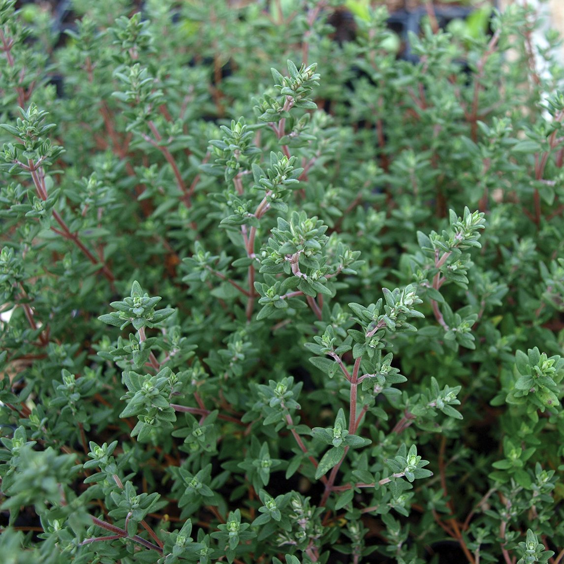 Thyme 'Orange'