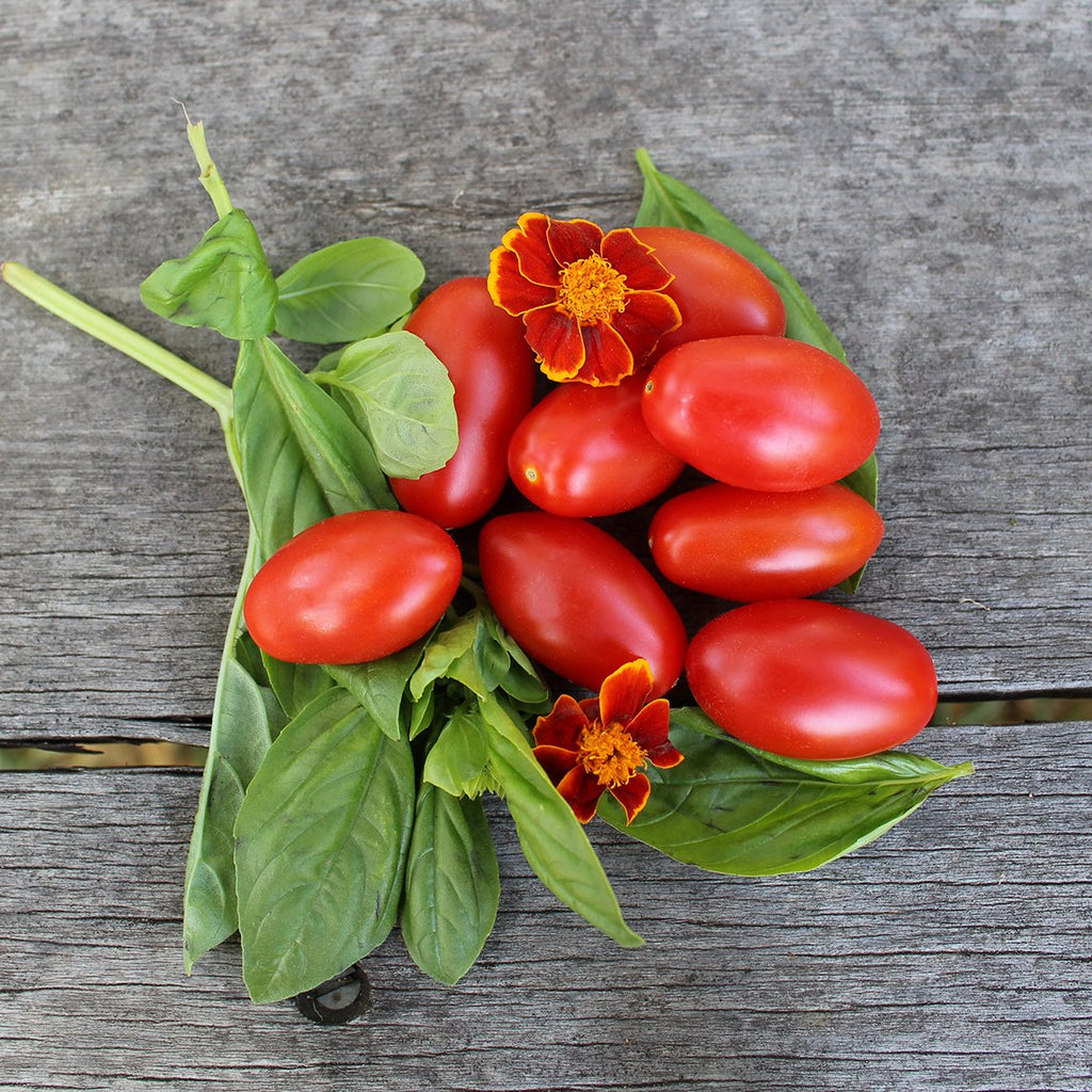 Tomato 'Mini Amish' (Organic) - The Diggers Club