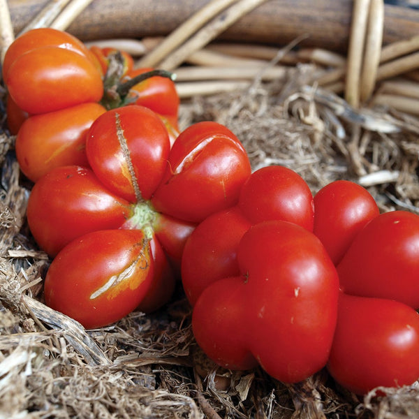 Tomato 'Reisetomate' - The Diggers Club