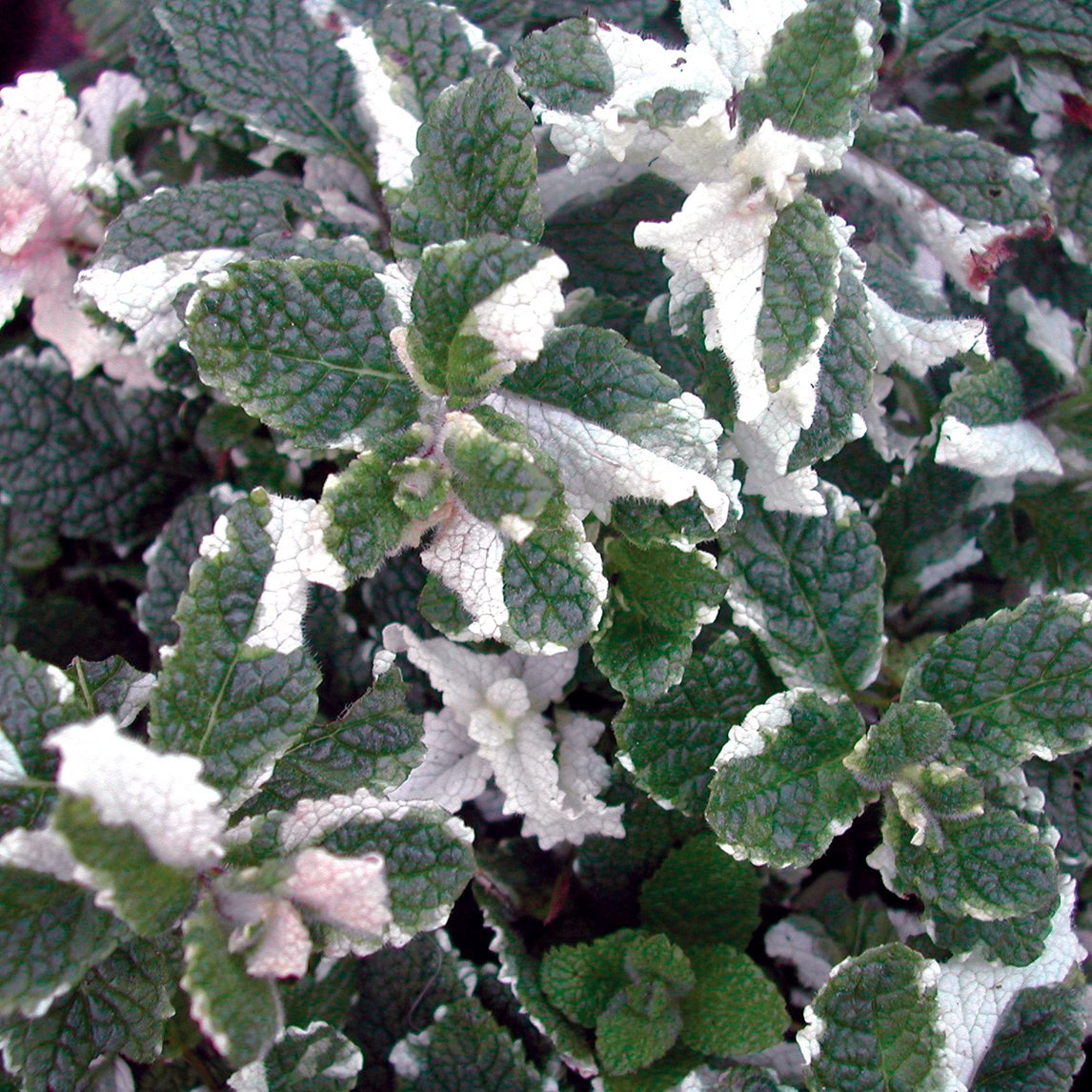 Variegated Applemint