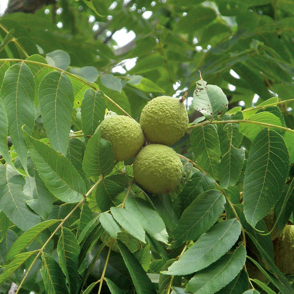 Walnut 'Black' - The Diggers Club