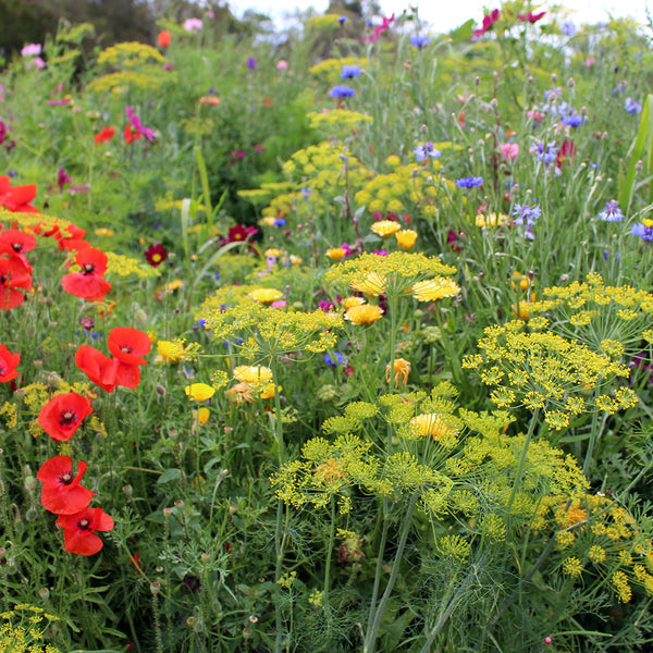 Wildflower Seeds For Bees - The Diggers Club