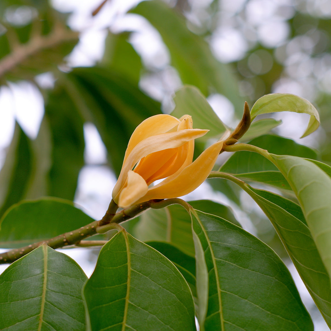 Magnolia champaca